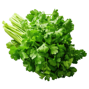 coriander